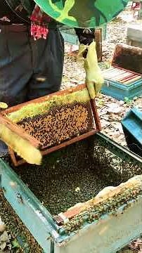 Beekeeping in Nature 🐝 | Hive Care & Honey Production #Shorts