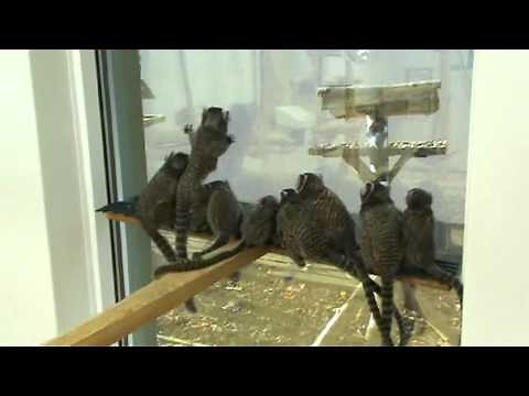 Common Marmosets are Highly Social