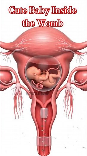 Baby Inside Womb 👶 | Pregnancy Week by Week Animation