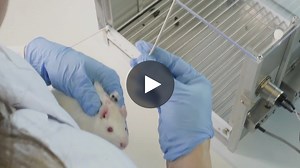 Video: IV Self-Administration in Rats