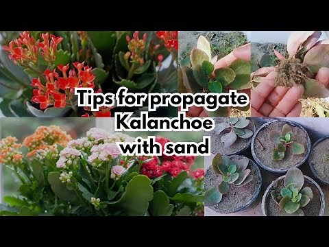 All About Kalanchoe How to propagate from cutting/How to Care Kalanchoe plant in winter/seeds update