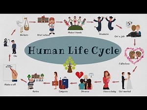 Human Life Stages
