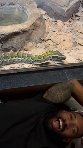 Mike Holston | I’m having a childhood crush on this massive female African rock python … I’m literally in LOVE 😻 … all my chocolate has melted 🫠I could... | Instagram
