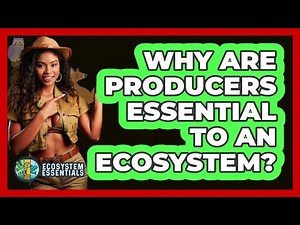 Why Are Producers Essential To An Ecosystem? - Ecosystem Essentials