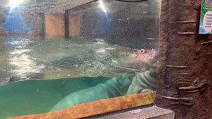 You asked. We answered! Learn all there is to know about Genny and Button, our resident Hippos. | Adventure Aquarium