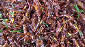 Fried grasshoppers for sell at street food market, Thailand. Fried insect, Thai cuisine. They are deep fried until reaching a complete state of crispness and eaten as a protein enriched snack
