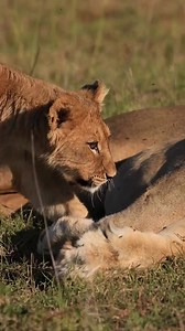 WILD LOVE. UNTOUCHED. UNBREAKABLE. 🦁❤️🦁‍♀️ In the heart of the savannah, power meets tenderness. A lion and his queen—locked in a quiet moment that says more than any roar ever could. This is connection, the wild way. 📌 EXPERIENCE THE ROMANCE OF THE WILD. BOOK YOUR SAFARI: 👉 https://sbsafariskenya.com #SBSafarisKenya #LionLove #SavannahRomance #WildConnections #MaasaiMaraMagic #KingAndQueen #UntamedBeauty #MagicalKenya #KenyaSafaris #RawMoments #NatureUnfiltered #BigCatBond #TravelAfrica #Ex
