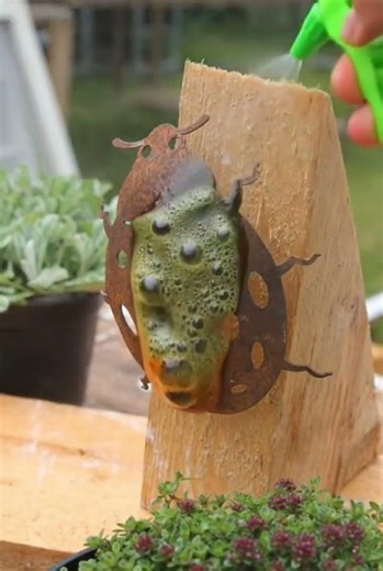 A rust removing liquid used to clean rusty iron objects like this beetle decoration today easily.