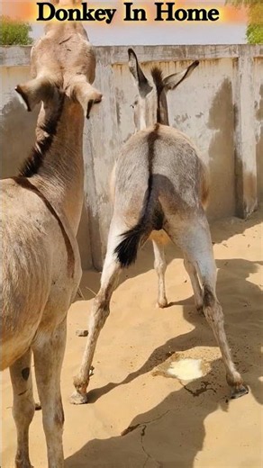 Donkey in Home #naturelovers #donkeykong #wildlife