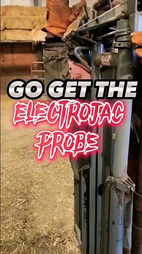 Cali thinks the bull testing probe sounds exciting. It definitely would be a shocking experience