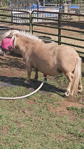 🤣🤣Wait for it🤣🤣wait for it..if that isn't the funniest. Flower creating her own Bidet..Dwarf Bidet in service. Here Itty Bitty Mini Horse Rescue ❤️ | Itty Bitty Mini Horse Rescue