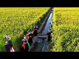 HMONG AMERICAN FARMING RICE IN MERCED CALIFORNIA 9/2025