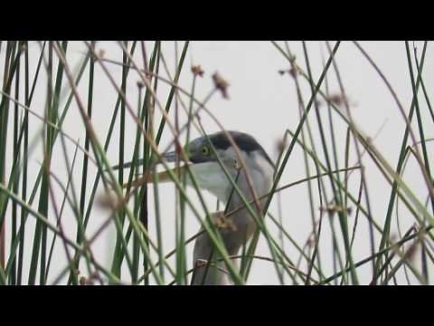 Heron eats baby duck