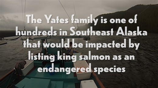 King salmon runs support the livelihoods of commercial fishing families on Prince of Wales Island, creating jobs and stimulating economic opportunities. Sign on to Tlingit & Haida's statement opposing the petition to list Gulf of Alaska King salmon as an endangered species and encourage friends and family to join the cause. Let your voice be heard, visit our webpage to show your support for king salmon: https://www.ccthita.org/info/news/kingsalmonesa.html | Tlingit & Haida