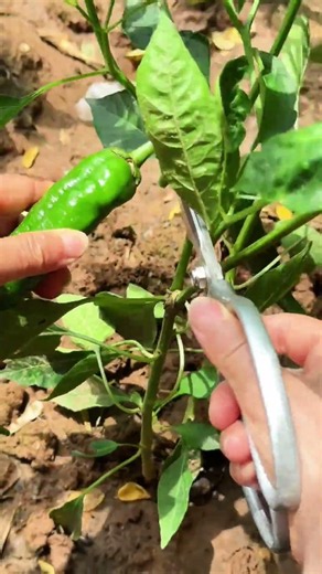 A bountiful harvest, self-sufficiency, and endless joy! #BeginnerGrowing #Harvesting