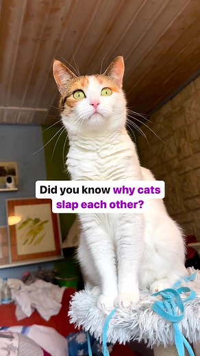 Why Do Cats Slap Each Other? Understanding Feline Behavior
