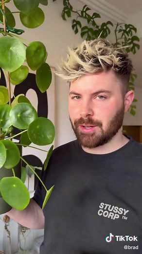 Propagate Pilea Pups: Easy Money Plant Rescue!