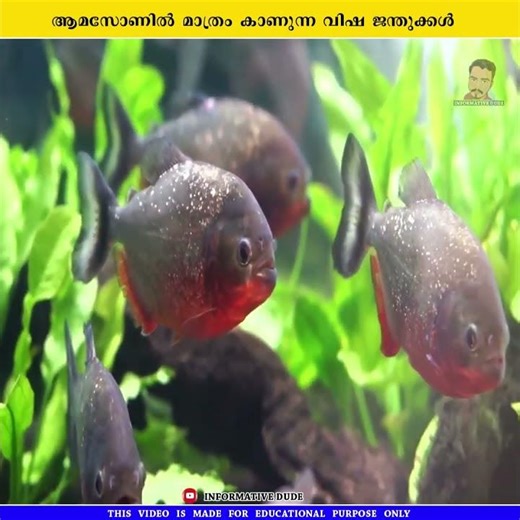 ഇത് എല്ലുകൾ പൊടിയ്ക്കും #shorts