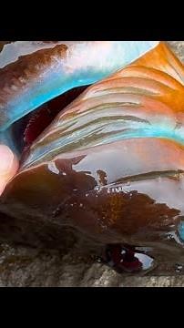 Eating a Fish With Blue Meat!