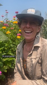 10K views · 128 reactions | When is okra ready for harvest? Sydney, SSE evaluation and trials manager, recommends harvesting at around 4-6 inches for eating. This year, we are trialing three beautiful red okra varieties at Heritage Farm from the seed bank collection. Watch this video for more of Sydney’s tips for harvesting okra! #WhenToHarvestOkra #HarvestingTips #Gardening #RedOkraTrial #HeritageFarm #SeedBank | Seed Savers Exchange | Facebook