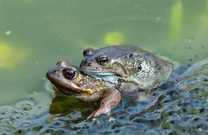 Frog Mating Habits Are Just Strange..... Really Strange!