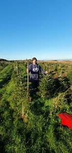3.6K views · 67 reactions | Potted trees, we grow thousands so digging a few up today. Pot grown so living trees , not like the ones can buy which are dug up and squeezed into a pot they wont survive. Start from £15 -£50 for 5ft. Open all week till 7pm , no tickets required now on | Gower Fresh Christmas Trees | Facebook