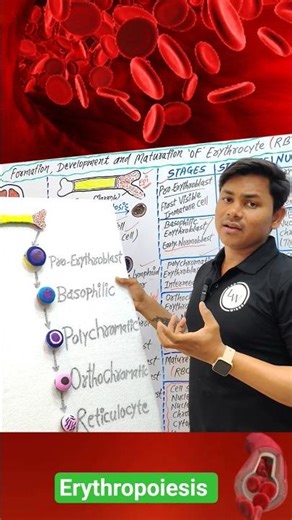 Erythropoiesis|erythropoiesis physiology|erythropoiesis kya hota hai #medical #paramedical #nursing