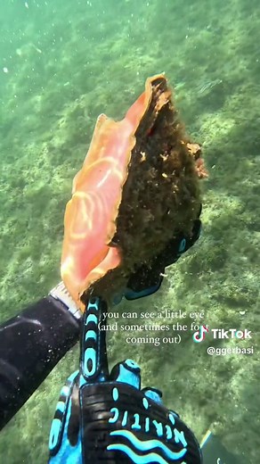 how can you tell if there’s a mollusk inside a shell? Conchs are mollusks, marine snails that build elaborate shells as a home and a form of protection from predators. The spiral shape is created by the gradual expansion of the shell as the animal grows. There are no living cells in a shell such as blood vessels and nerves. This means that a creature with a seashell can not feel anything that hits the shell. Inside a living conch shell is a mollusk, or soft-bodied sea snail. Conchs get around by