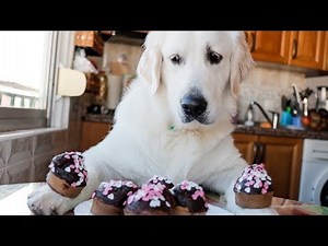Chef Dog Makes Cupcakes | Cute Golden Retriever Puppy Bailey