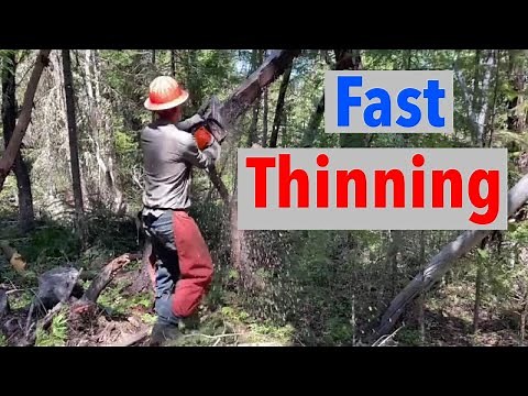 Cleaning Up The Forest Fast Time Lapse