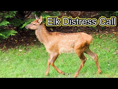 Elk Calf Distress Call and Nursing Mother