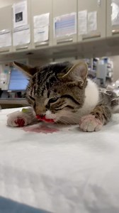 2.7K views · 143 reactions | BAM From a hospital table to a loving home—this is the power of animal rescues. We dedicate everything to save every life that comes through our doors. Your support makes all the difference. Join the Angels Club with a monthly donation of your choice today and help us continue our lifesaving mission. Together, we fight until no abused or homeless animal is left behind: https://amaanimalrescue.org/donate/  | AMA Animal Rescue | Facebook