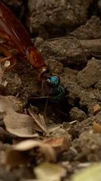 പാറ്റയെ Zombie ആക്കുന്ന കടന്നൽ #emaraldwasp #malayalamfacts