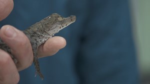 26 reactions | Join Jeff Corwin this weekend on Wildlife Nation to learn how stewardship and conservation have brought the great American crocodile back from the brink of extinction! | Wildlife Nation | Facebook