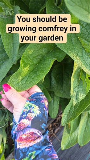 You should be growing comfrey in your garden and on your Homestead