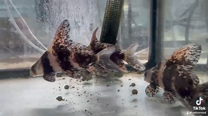 1K views · 16 reactions | Introducing the Chinese Hi Fin Banded Loach, a unique and captivating addition to your aquarium. With its distinctive high dorsal fin and striking banded pattern, this loach stands out in any aquatic setting. Perfect for aquarists looking to add both beauty and intrigue to their tank. | Pet Zone Tropical Fish, San Diego, California | Facebook