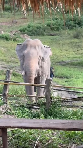 73 reactions | Walk Beside the Gentle Giants In Thailand, elephants...
