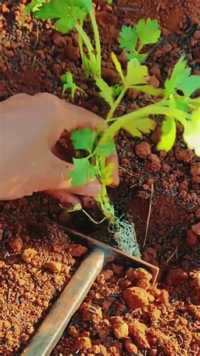 Vegetable Planting Skills #Agriculture #FarmingTips #LabeeqAgriFarm