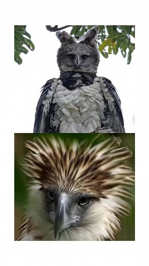 Eagle Battle: Harpy and Philippine Eagle #eagle #harpyeagle #philippineeagle #philippines #wildanimals #eagles #birds #animals