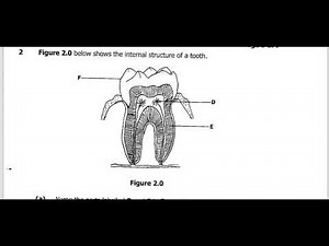 Biology 2020 Paper 2 GCE Revision