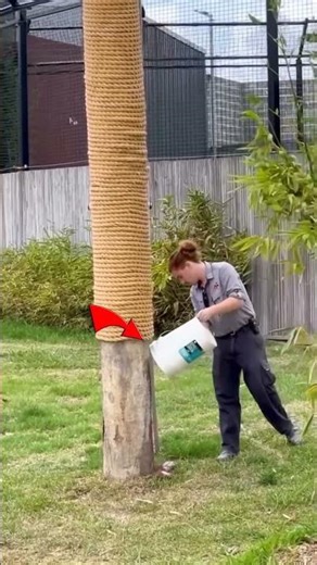 Why You Should NEVER Climb a Tree to Escape a Tiger! 🐅😳