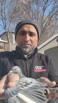 Loft fly Hen | #RacingPigeon | #Homer | #Kabutar