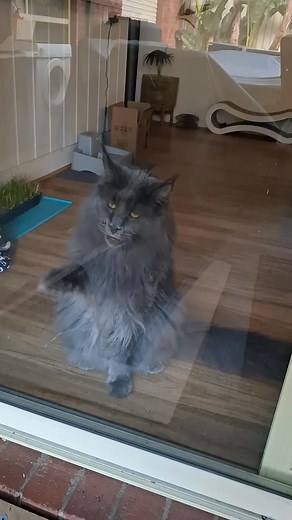 15K views · 873 reactions | When I do this     #ragnar #funnycats #mainecoon #laugh #catsoffacebook #funny #cats #mainecoons #ragnarthemainecoon | Ragnar the Maine Coon | Facebook