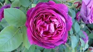Damastrose (Rosa damascena): Beschreibung, Sorten, Bepflanzung und Pflege