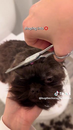 How to Trim Shih Tzu Ears Properly