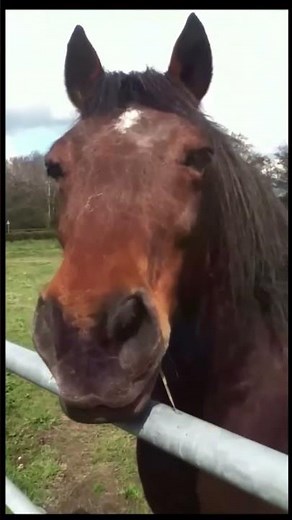 Funny Horse Farts At His Owner | try not to laugh!