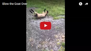 Goat faints when he is scared