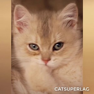 Cuteness overload | Cat Super LAG