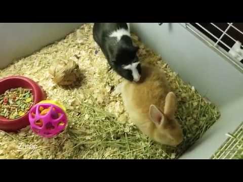 Guinea pig meets a bunny rabbit for the first time