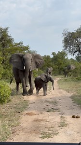 TERRIFYING young elephant charge!😂🐘 Amazing to see how the mother reacts. Nkorho Bush Lodge, Sabi Sand Game Reserve. #wildlife #wow #elephants | Deon Kelbrick
